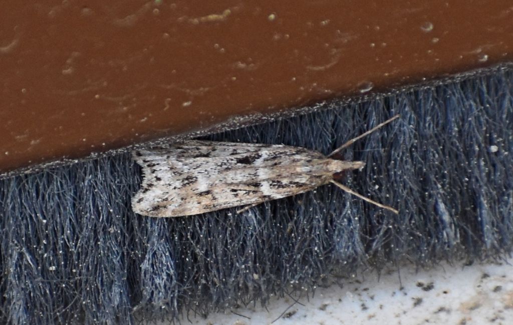 Eudonia angustea, Crambidae